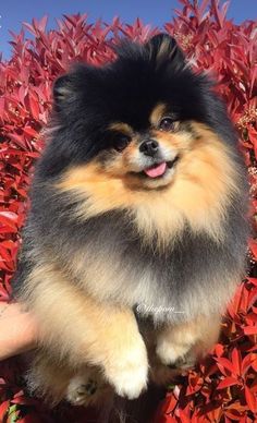 a small dog sitting on top of a red bush