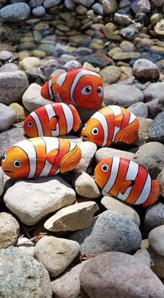 three orange and white clown fish sitting on rocks next to the water with pebbles around them