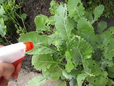 a person is spraying pest on a leafy plant with an orange and white marker