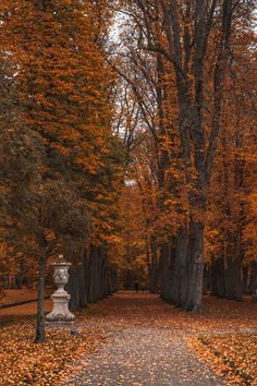 an empty path surrounded by trees with leaves on the ground