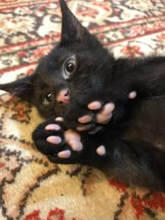 a small black cat laying on top of a rug with its paws up to it's face