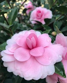 pink flowers with green leaves and water droplets