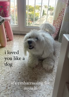 a small white dog sitting on the floor next to a window with its mouth open