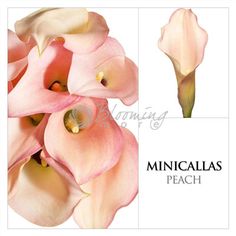 pink flowers are shown with the words, minicaillas peach written below them