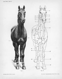 a black and white drawing of a horse's body, head, and legs