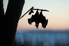 a bat hanging upside down on a tree branch in front of the ocean at sunset