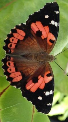 an orange and black butterfly sitting on top of a green leaf