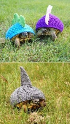 two small turtles wearing knitted hats in the grass