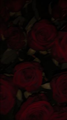 a bunch of red roses sitting on top of each other in the middle of a dark room