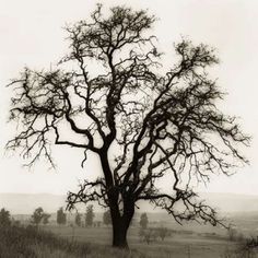 Country Oak Tree Poster Print by Alan Blaustein-VARPDXB1303D Image 1 Oak Tree Growth, Southern Live Oak Trees, Tree Poster, Tree Lover, Mountain Photos, Oak Trees, Oak Tree, Stock Paper, Fine Arts Posters