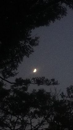 the moon is seen through the trees in the night sky, with only one light visible