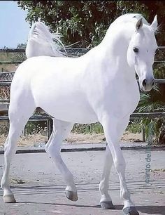 a white horse standing in an enclosed area