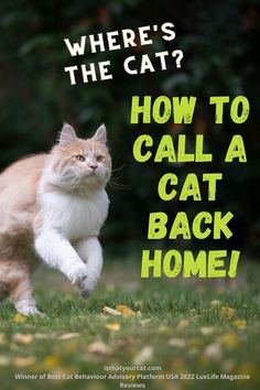 an orange and white cat running across grass with the caption, where's the cat? how to call a cat back home