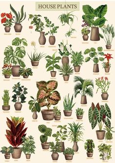 a poster with many house plants in pots