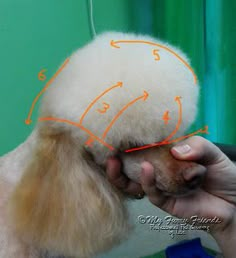 the dog is getting his hair cut with an orange marker on it's head