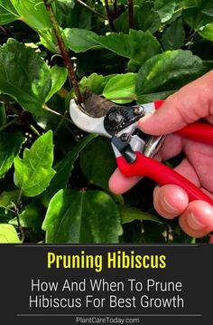 a hand holding a pair of pliers in front of green leaves with text reading pruning hibiscus how and when to prune hibuscus for best growth