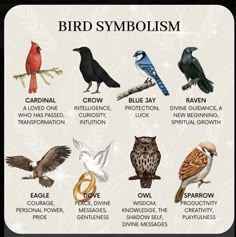 the different types of birds that are in each species of bird, and their names