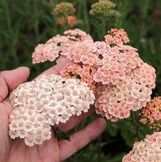 a person holding flowers in their hand