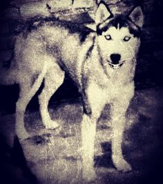 a black and white photo of a husky dog standing in front of a brick wall