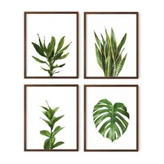 four framed pictures with green plants in them