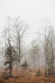 foggy forest with tall trees in the foreground and brown grass on the ground