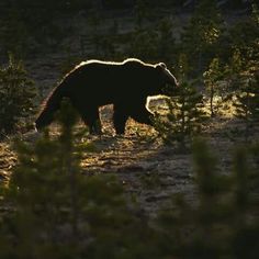 a brown bear walking through the woods at night