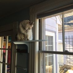 a cat sitting on top of a shelf next to a window