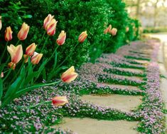 flowers are growing along the side of a stone path