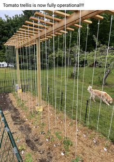 there is a dog that is walking in the grass next to a fence and some plants