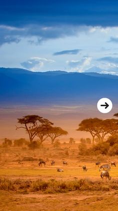 zebras and giraffes grazing in an open field with mountains in the background