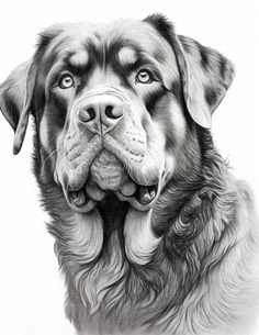 a black and white drawing of a dog