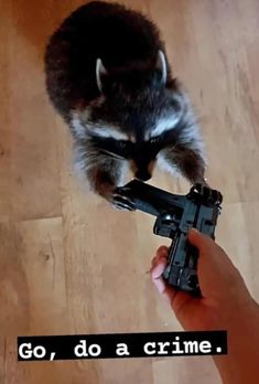 Pet Raccoon, 밈 유머, Cute Raccoon, Raccoon Funny, Trash Panda, Silly Animals, Racoon, Cute Little Animals, Animal Memes