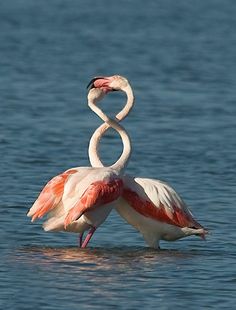 two flamingos are standing in the water with their beaks open and facing each other