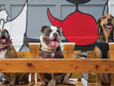 three dogs are sitting on benches with their mouths open and tongue hanging out in front of them