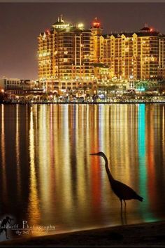 a bird is standing in the water near some buildings and lights at night with its reflection on the water