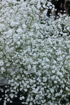 small white flowers are growing in the garden