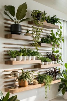 Transform your living space with this chic and modern indoor plant display using floating wooden shelves. this indoor plant display effortlessly blends greenery with stylish design, offering a cozy and inviting atmosphere. Follow us for more indoor garden with floating shelves and home decor! Room Plants Decor, Living Room Plants Decor, Room Plants, Indoor Plant Wall, نباتات منزلية, Living Room Plants, Plant Room, Plant Decor Indoor, House Plants Decor