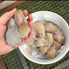 a person holding a small group of baby mice in a white bowl next to a wire fence