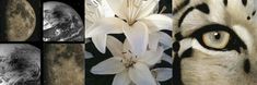 four different pictures of white flowers and an animal's face with the moon in the background