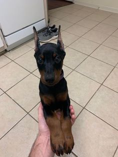 a small black and brown dog sitting on top of a person's hand next to a tile floor