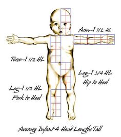 a drawing of a baby with the height and length chart for each child's body