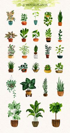 an illustrated guide to houseplants and their uses in the garden, including potted plants