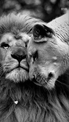 black and white photo of two lions with their heads touching each other's foreheads