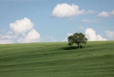 a lone tree stands alone in the middle of a green field with fluffy white clouds