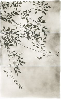 three black and white photographs of leaves against a cloudy sky