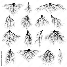 a set of tree roots on white background stock photo, images and clippings