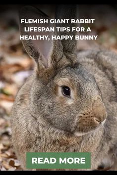 a rabbit sitting on top of leaves with the caption reads,'fleish giant rabbit life span tips for a healthy, happy bunny read more