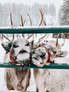 two reindeer standing next to each other in the snow