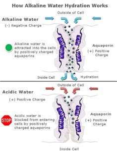 www.gotalkalinewater.com Kangen Water Benefits, Alkalized Water, Kangen Water Machine, Ionised Water, Water For Health, Water Hydration, Calendula Benefits, Structured Water, Water Ionizer