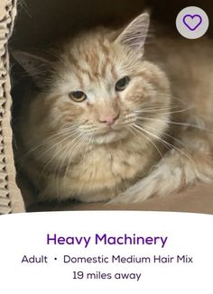 an orange and white cat sitting in a cardboard box with the text heavy machinery adult domestic medium hair mix